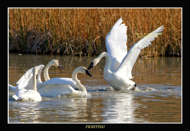 Swan Fighting