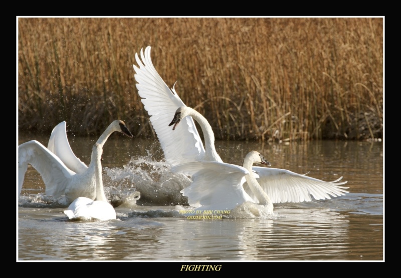Swan Fighting