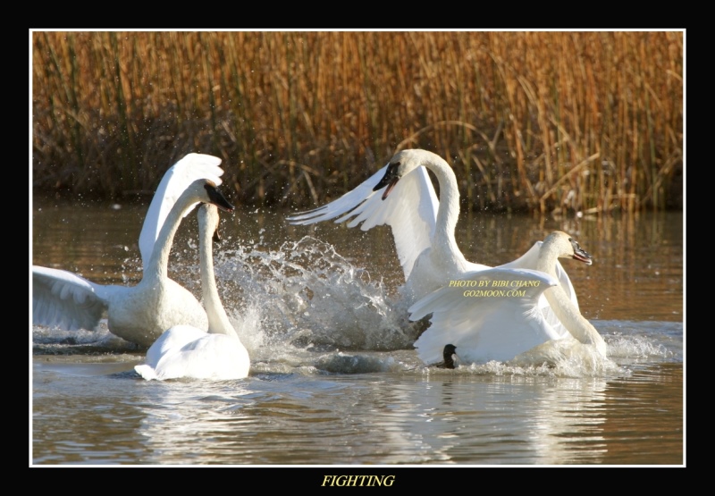 Swan Fighting