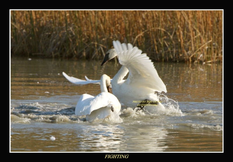 Swan Fighting