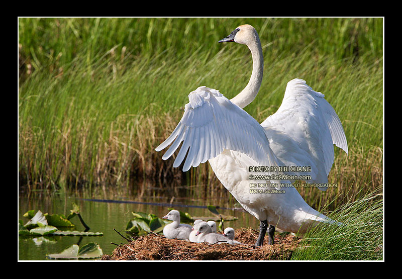 Swan Chicks