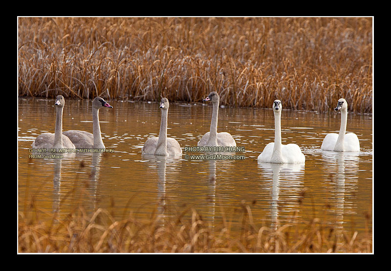 Trumpeter Swan Family