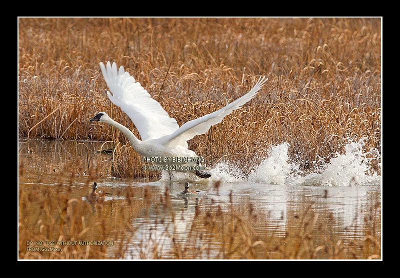 Where to See Swans