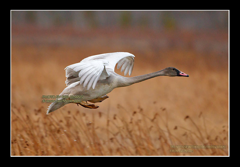 Cygnet in Flight