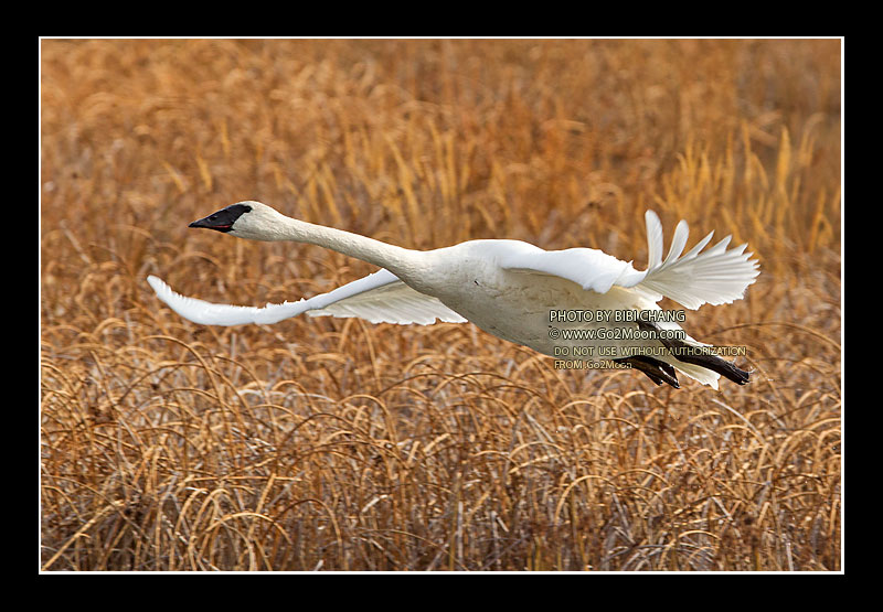 Swan in Flight