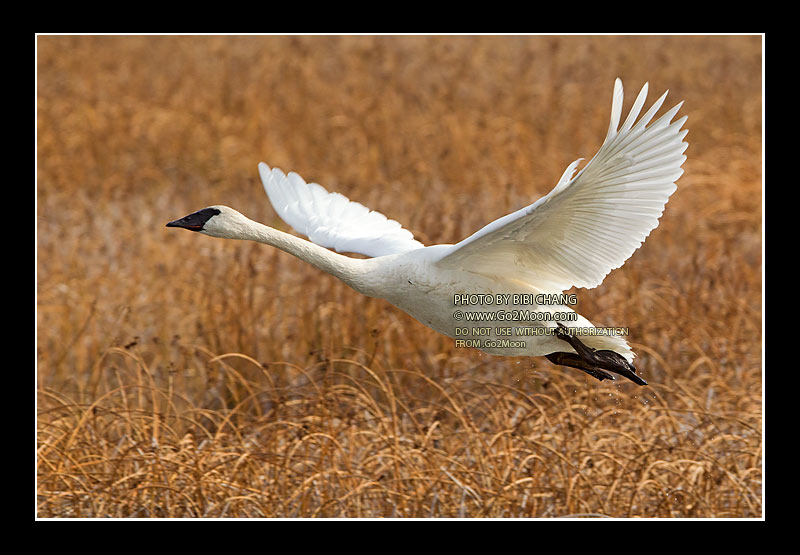 Swan in Flight