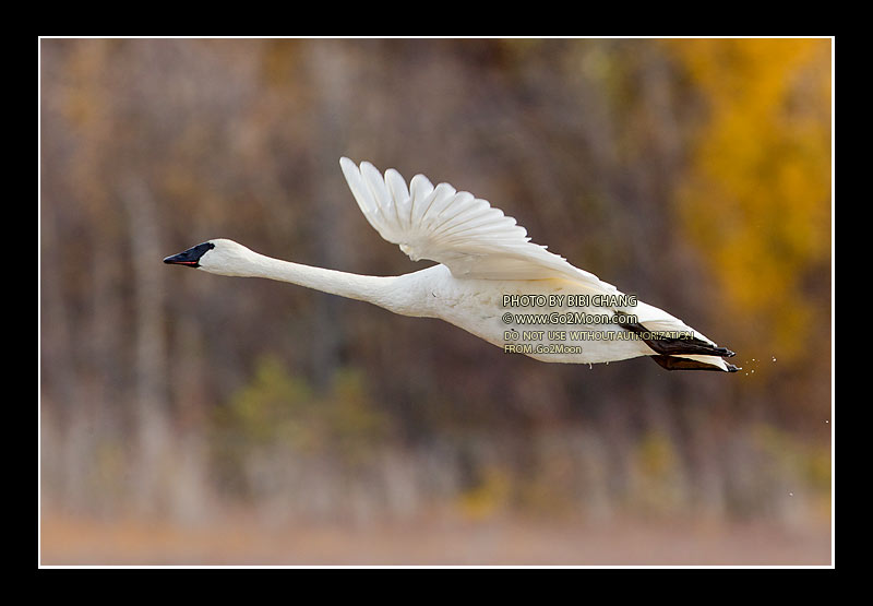 Swan Photo