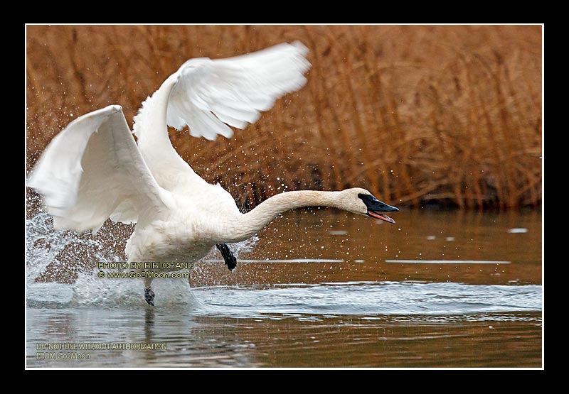 Swan Fighting