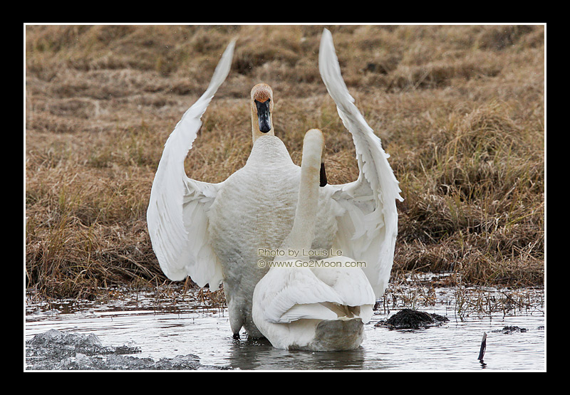 Swan Courtship