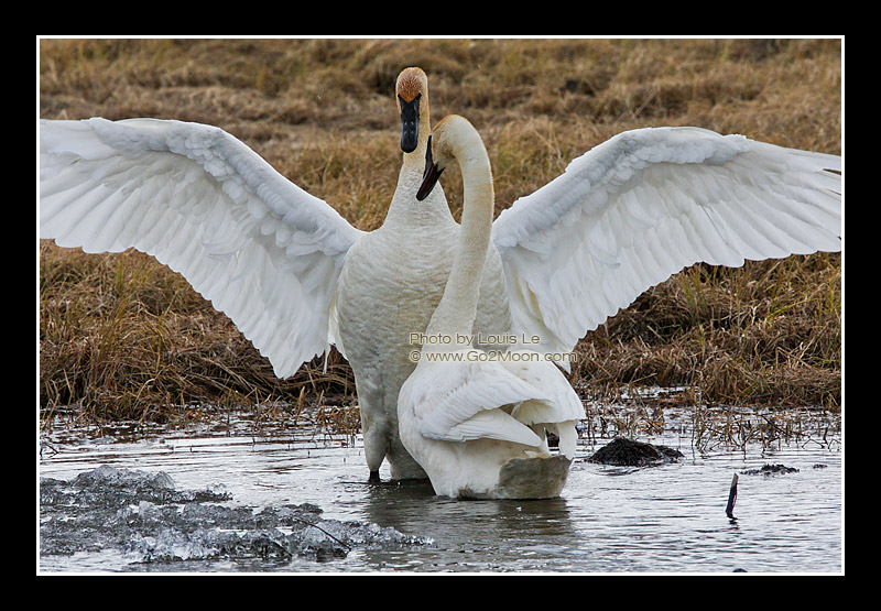 Swan Courtship