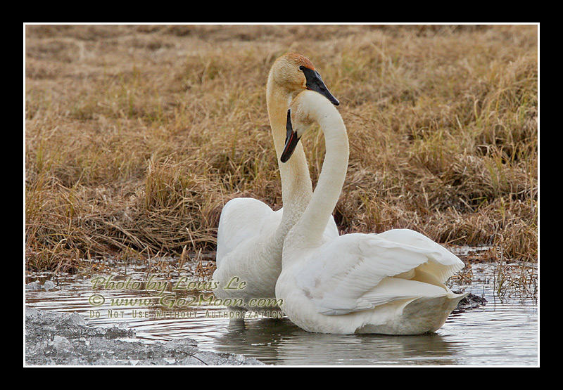 Swan Love