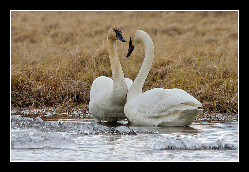 Swan Love