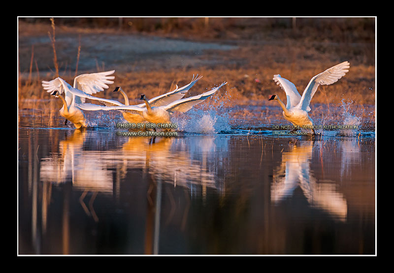Trumpeter Swans Taking Off