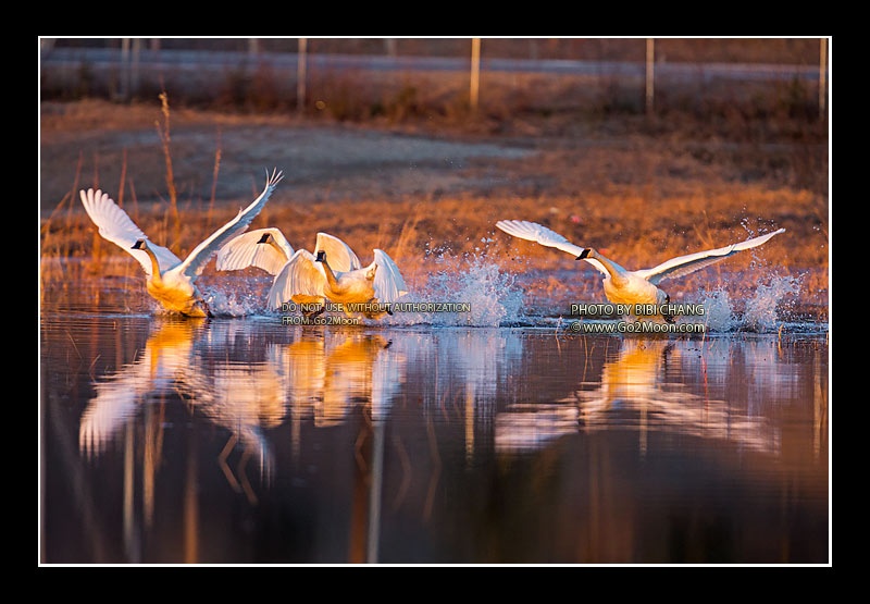 Trumpeter Swans Taking Off
