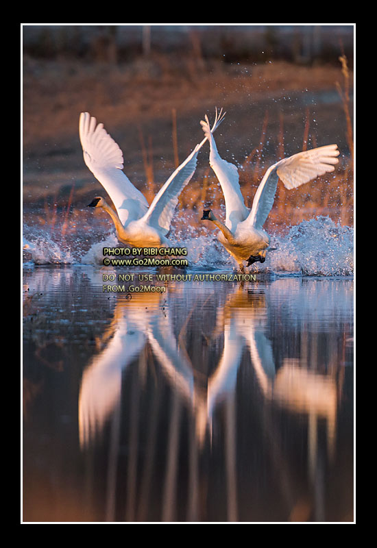 Trumpeter Swans Taking Off