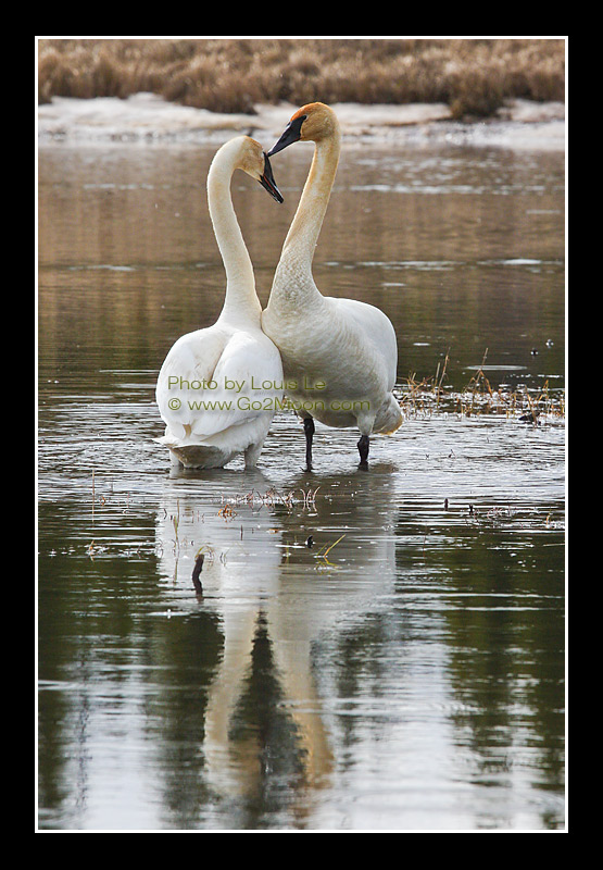 Swan Courtship