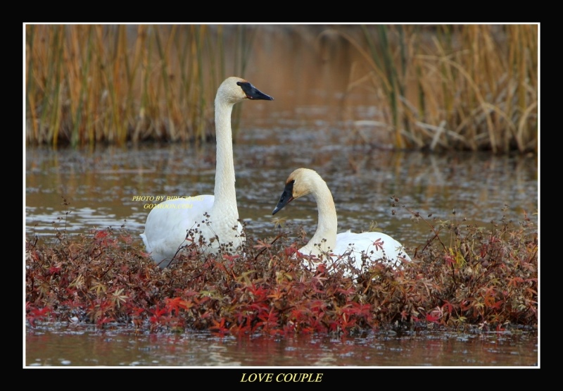 Swan Couple