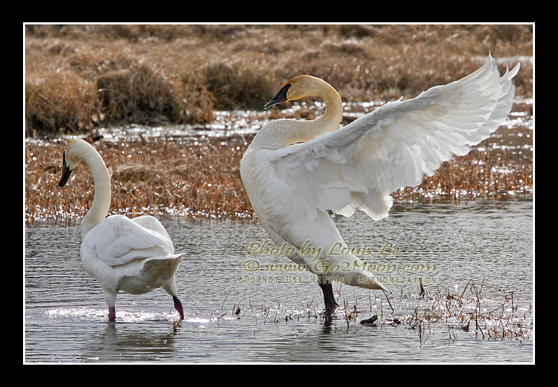 Swan Courtship