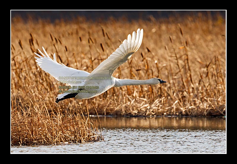 Swan Photography