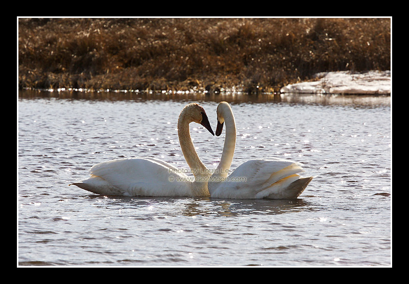 Swan Courtship