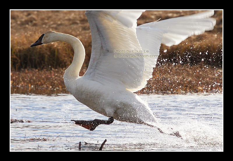 Trumpeter Swan Splash
