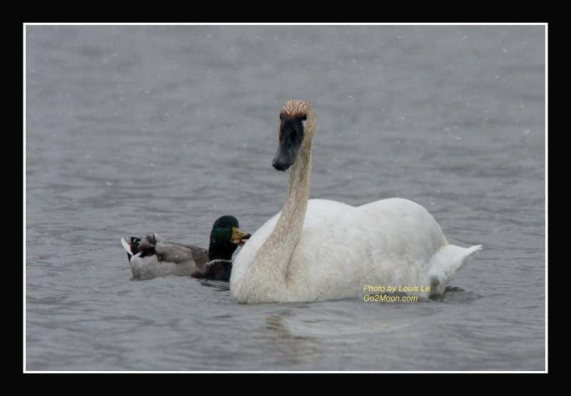 Duck Harass Swan
