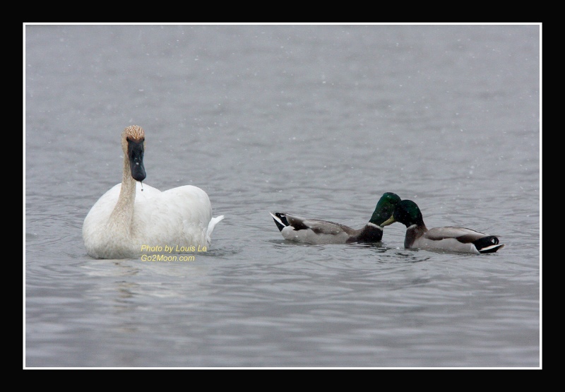 Duck Harassing Swan