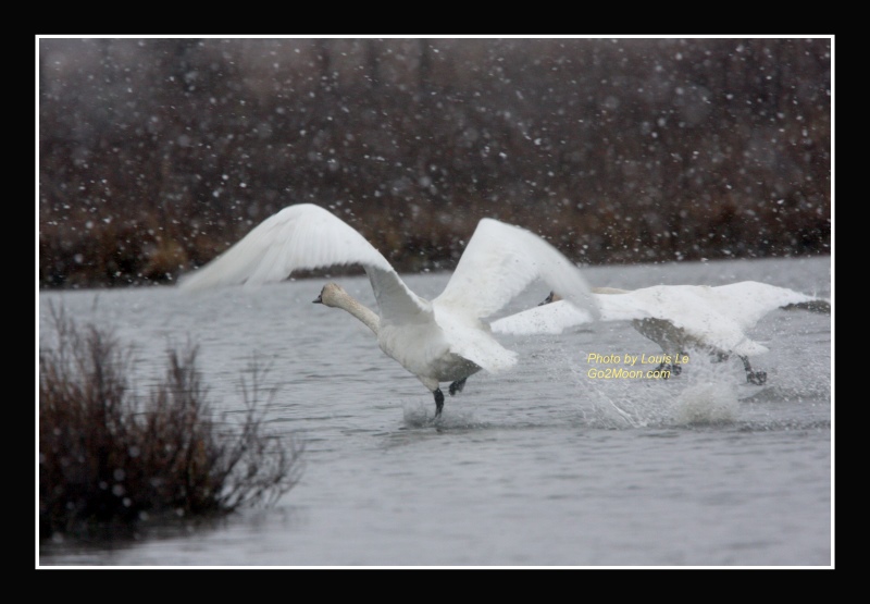 Swans Migrate South