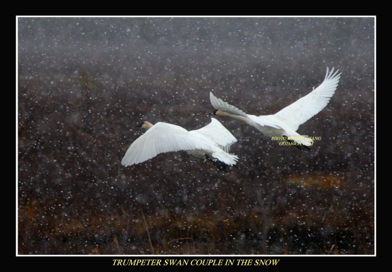 Swans in Snow Storm