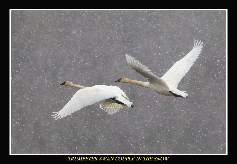 Swans in Snow Storm
