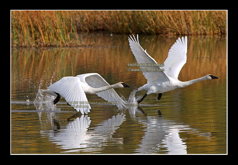 Trumpeter Swans Taking Off