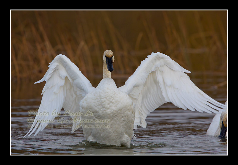 Swan Wing