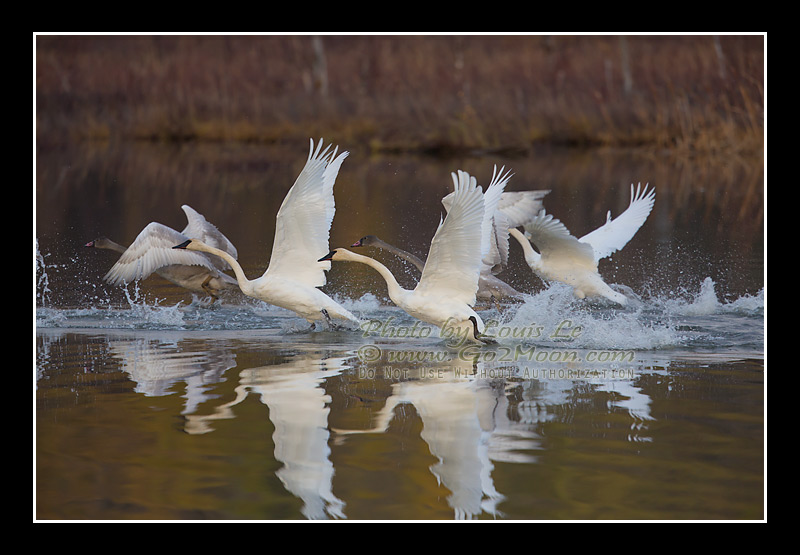 Swan Take Off