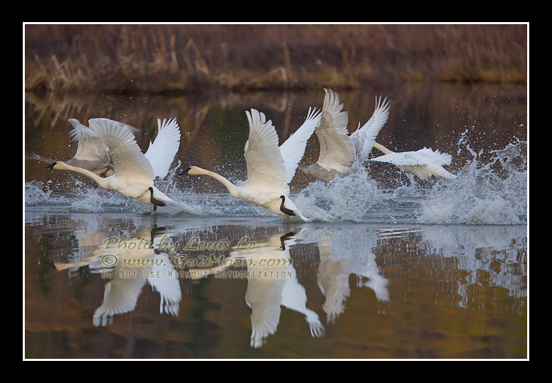 Swan Take Off