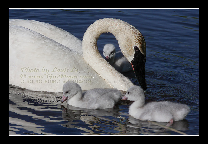 Swan Cygnet