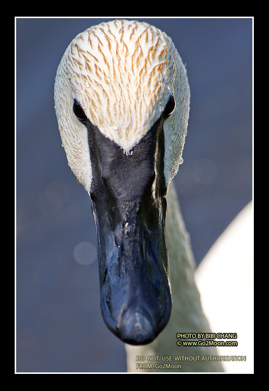 Swan Portrait