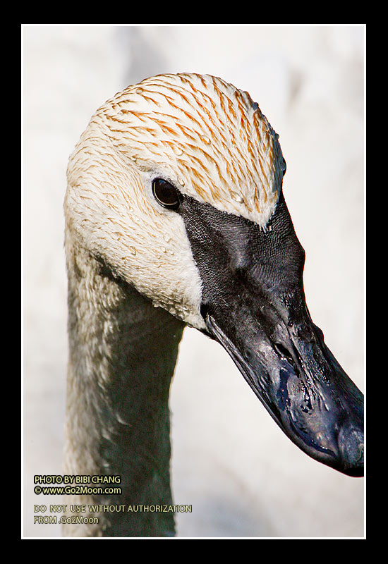 Swan Portrait