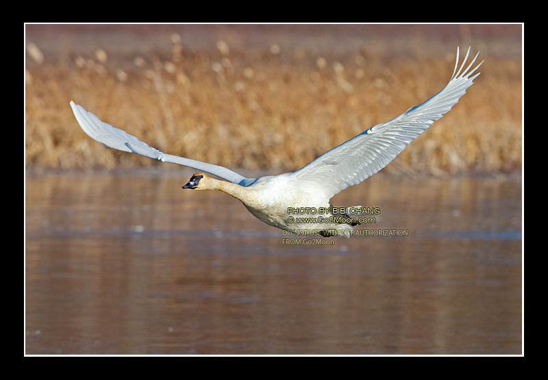Swan in Flight