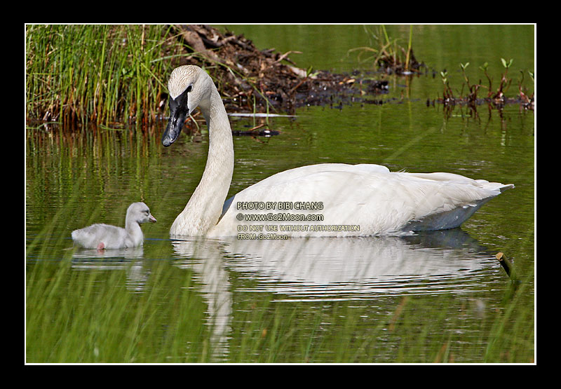 Trumpeter Swan Cygnet