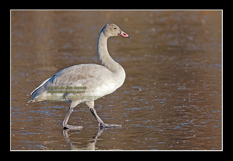 Cygnet on Ice