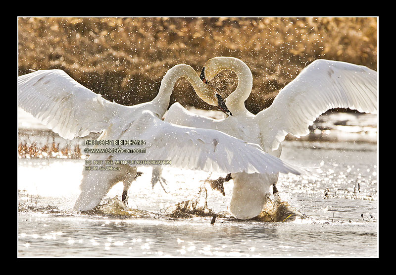 Trumpeter Swans Fighting