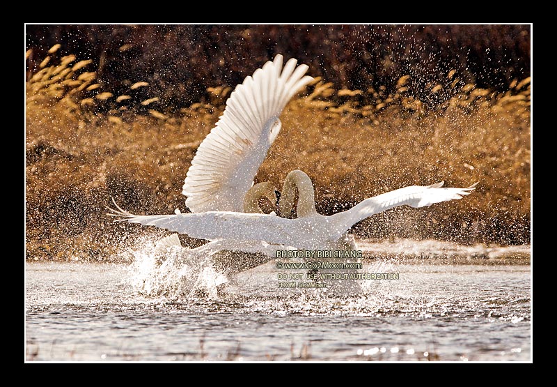 Swan Fighting