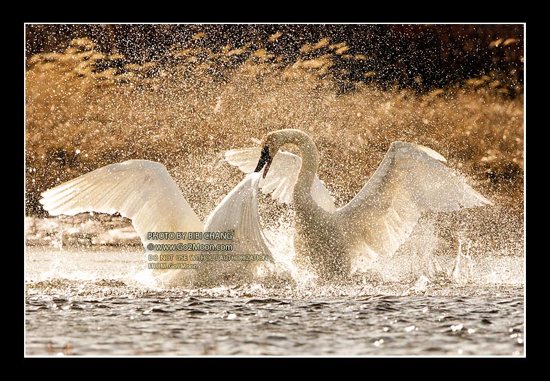 Swan Fighting