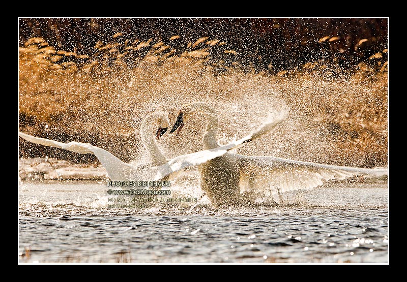 Swan Fighting