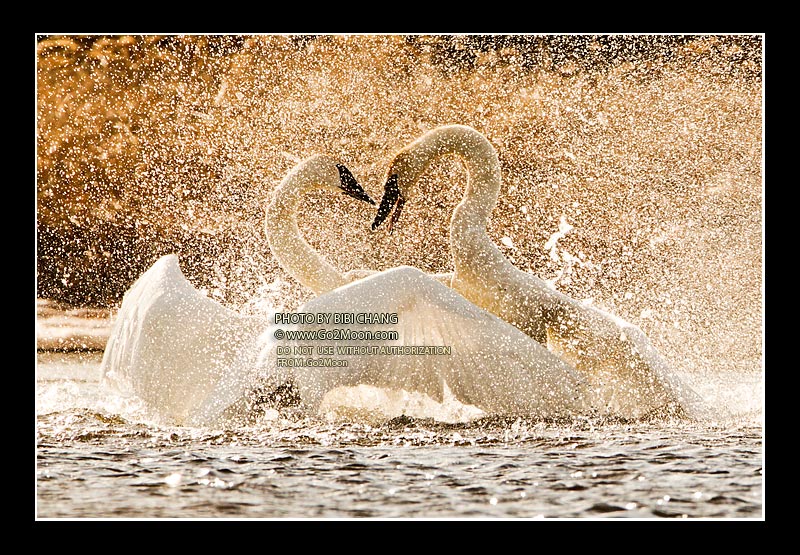 Swan Fighting