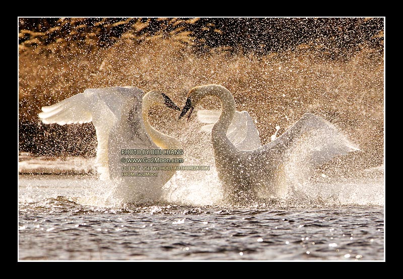 Swan Fighting
