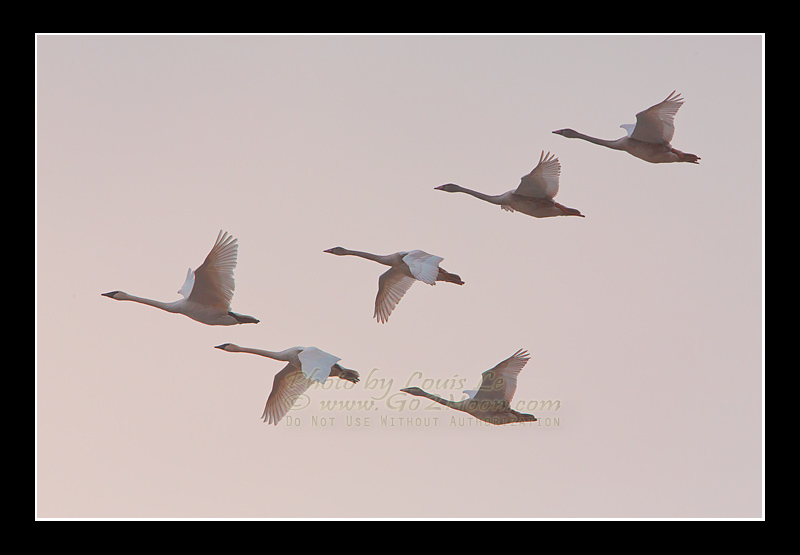 Trumpeter Swan Photo