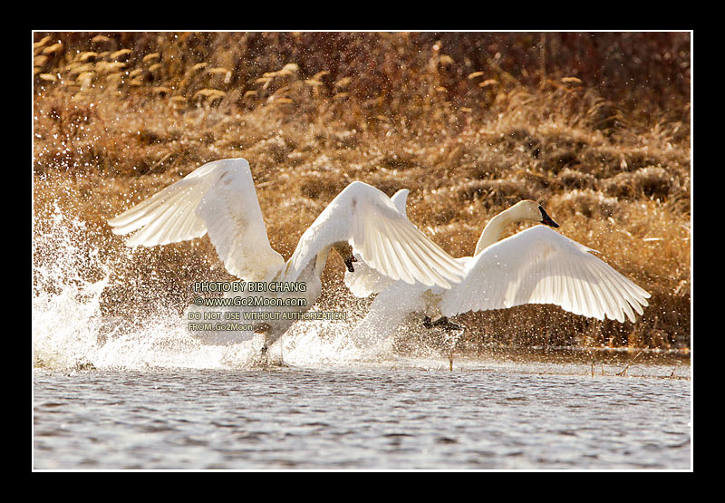 Swan Fighting