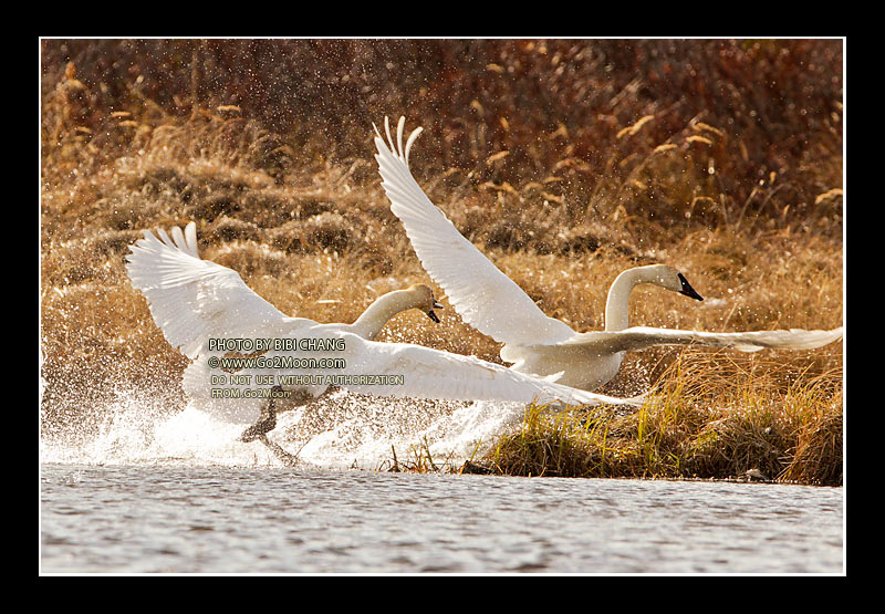 Swan Fighting