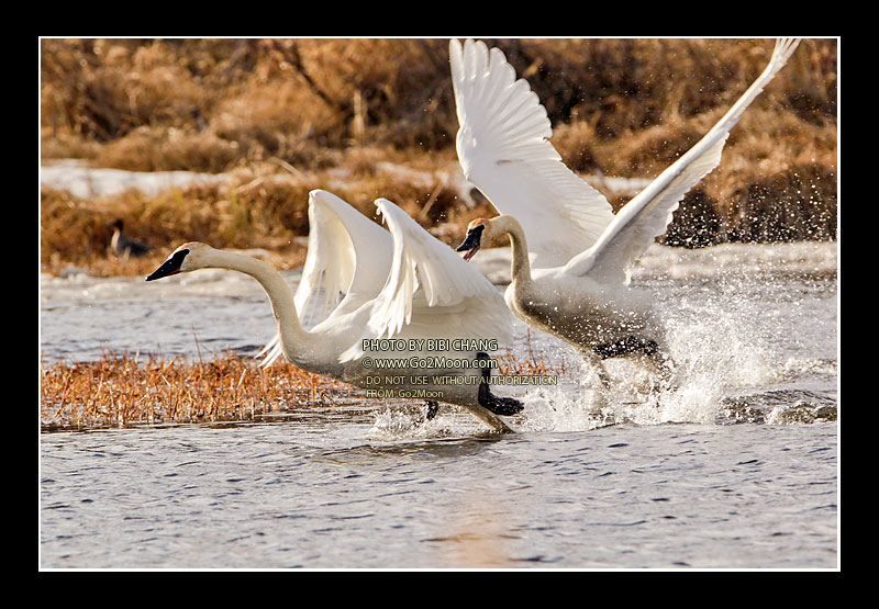 Swan Fighting